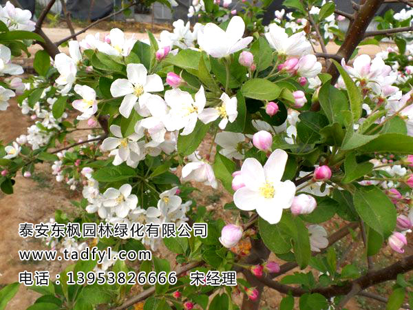 北美海棠樹(shù)