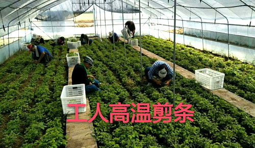 夏日來臨，當(dāng)你吹空調(diào)喊熱的時候，讓我?guī)阋黄鹱哌M(jìn)東楓園林體驗(yàn)一下東楓人高溫下工作不一樣的夏日風(fēng)采