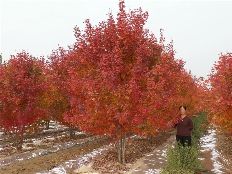 彩色苗木之王—美國紅楓，還能紅多久？
