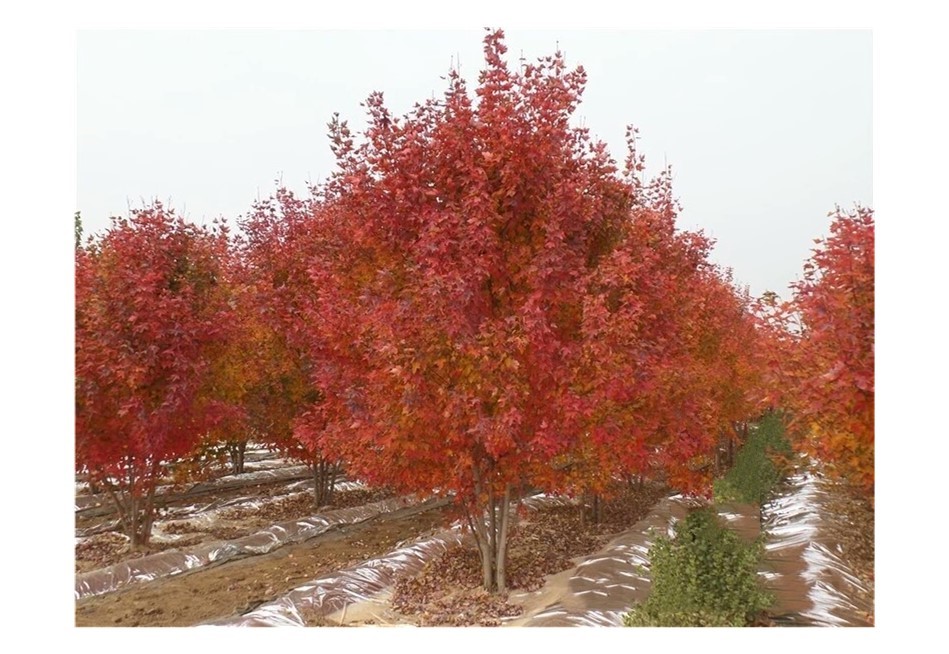 彩色苗木之王—美國紅楓，還能紅多久？