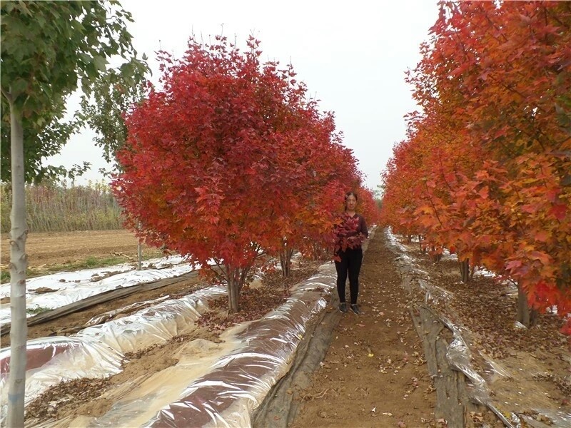 彩色苗木之王—美國紅楓，還能紅多久？