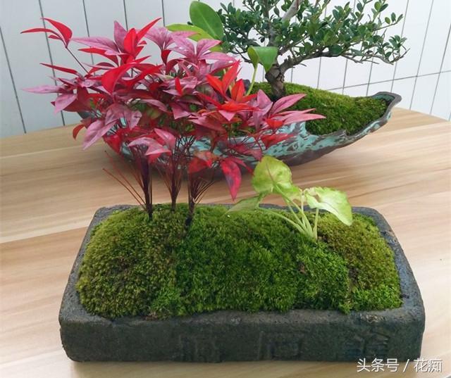 火焰南天竹入市以來熱度不減，未來幾年市場好！