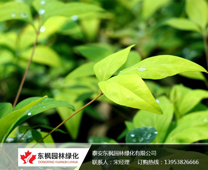 火焰南天竹入市以來熱度不減，未來幾年市場好！