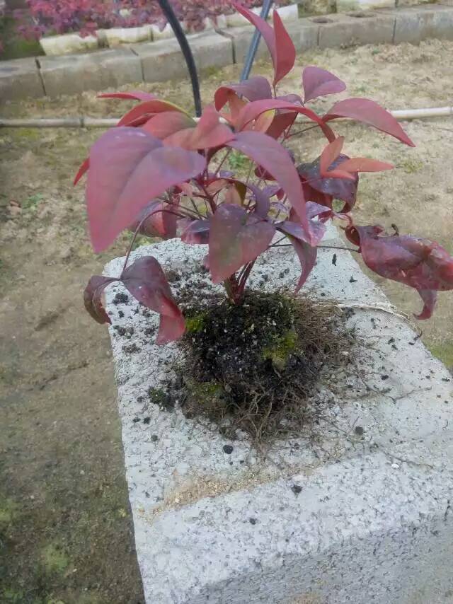 火焰南天竹入市以來熱度不減，未來幾年市場好！