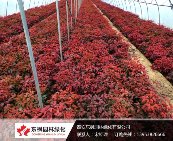 火焰南天竹栽種、澆水、施肥等及擺放環(huán)境