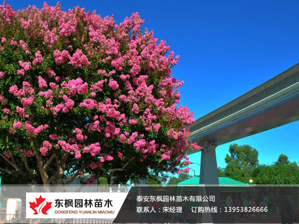 美國紫薇