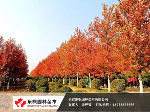 紅點(diǎn)紅楓