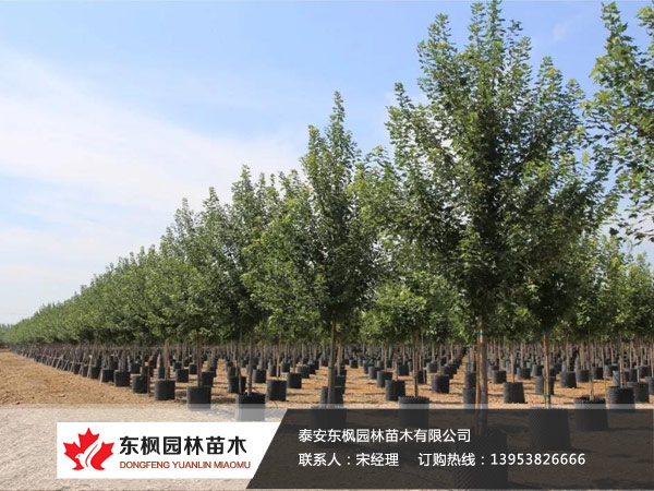 紅點(diǎn)紅楓