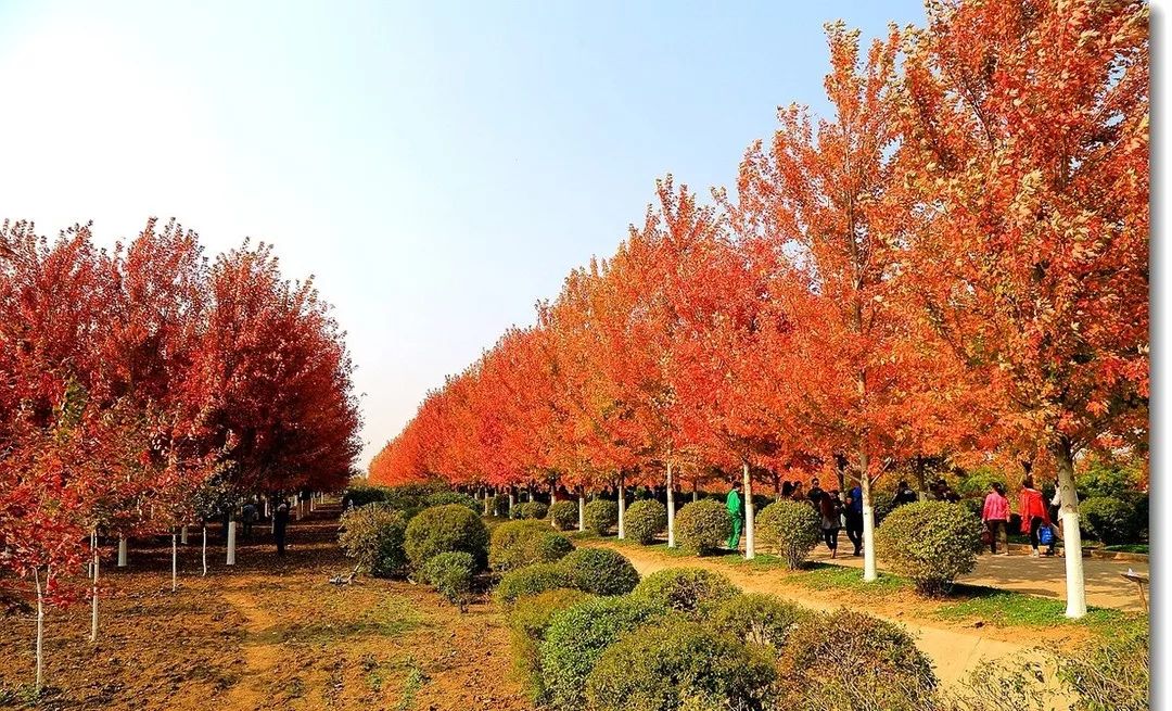 它，秋之嬌子——美國紅點(diǎn)紅楓