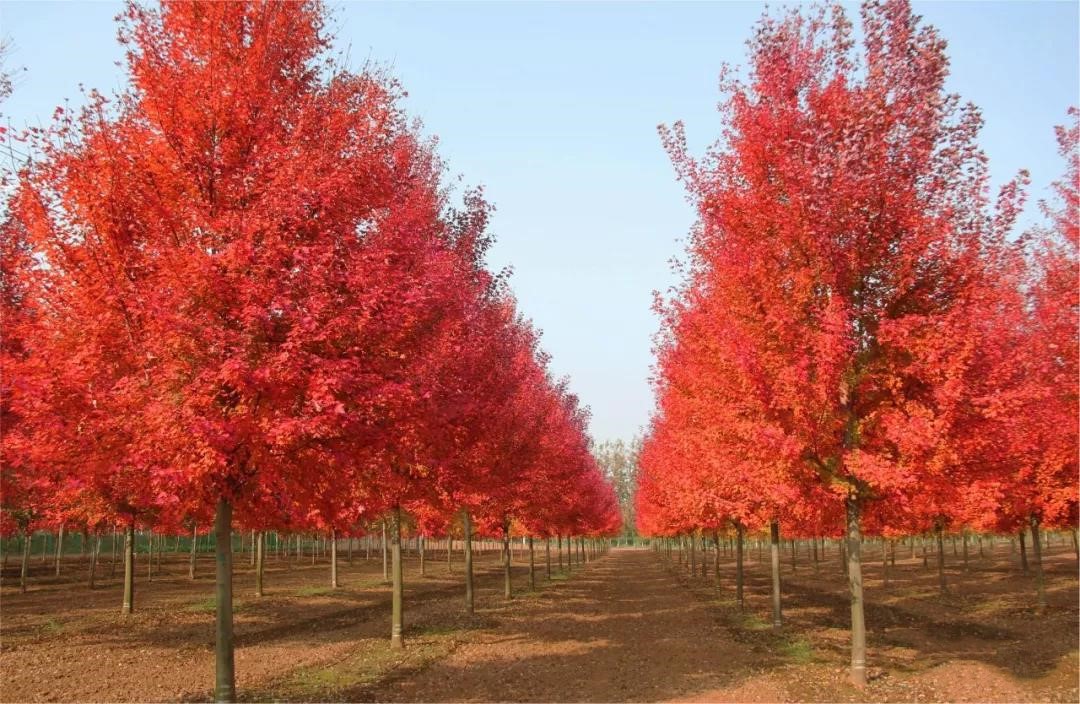 它，秋之嬌子——美國紅點(diǎn)紅楓