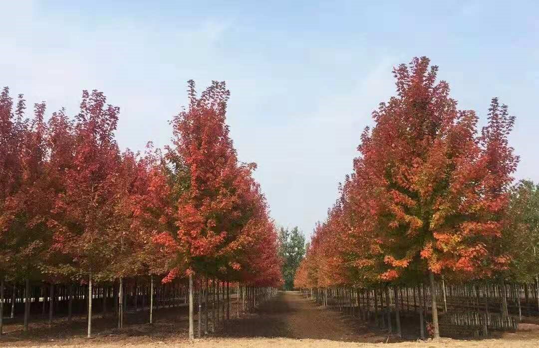 它，秋之嬌子——美國紅點(diǎn)紅楓