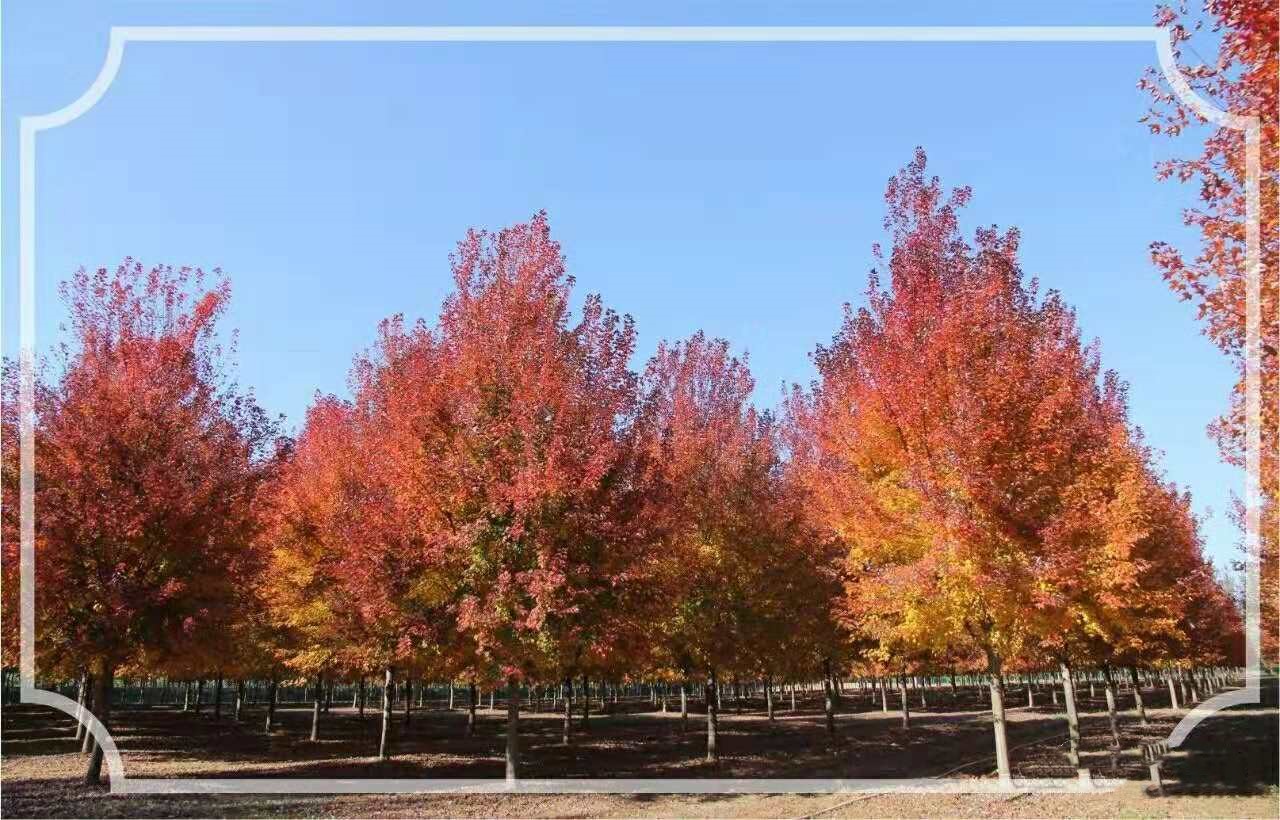 它，秋之嬌子——美國紅點(diǎn)紅楓