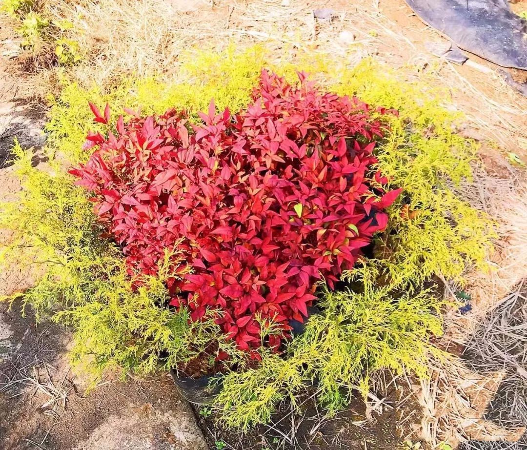 凌霜傲雪，夏透碧翠；近凝眸，紅光瀲艷，精神抖擻------火焰南天竹