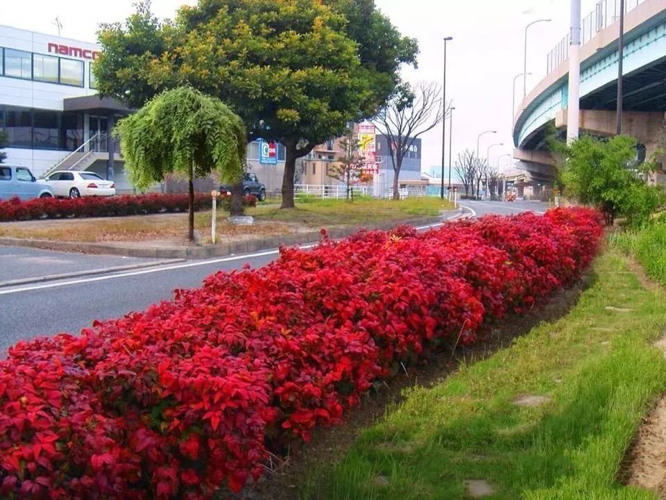 凌霜傲雪，夏透碧翠；近凝眸，紅光瀲艷，精神抖擻------火焰南天竹