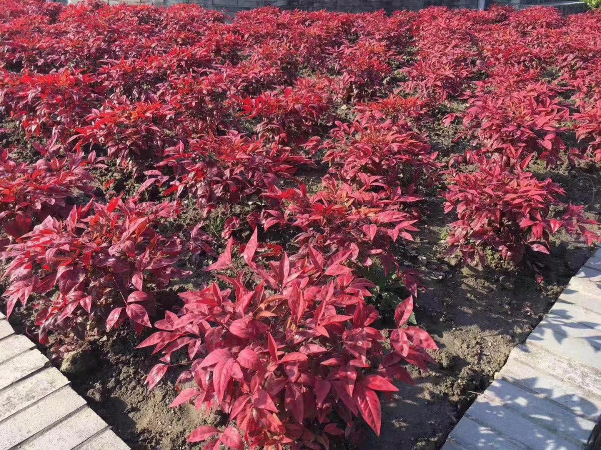 凌霜傲雪，夏透碧翠；近凝眸，紅光瀲艷，精神抖擻------火焰南天竹