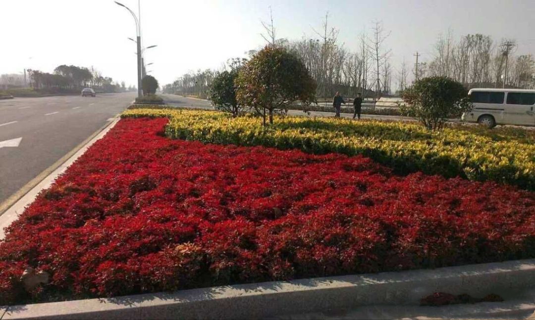 凌霜傲雪，夏透碧翠；近凝眸，紅光瀲艷，精神抖擻------火焰南天竹