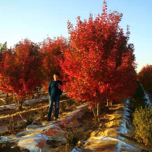 叢生多桿苗木市場需求火爆，叢生紅點紅楓正在逐漸走俏……