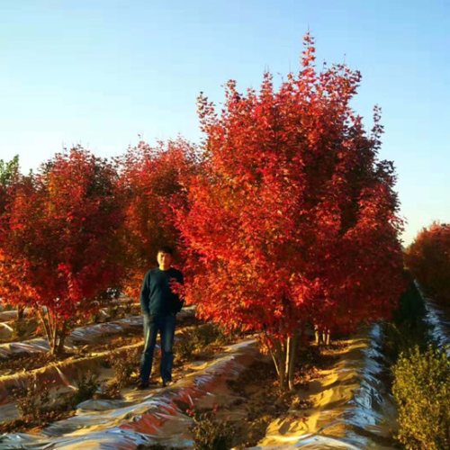 叢生多桿苗木市場需求火爆，叢生紅點紅楓正在逐漸走俏……