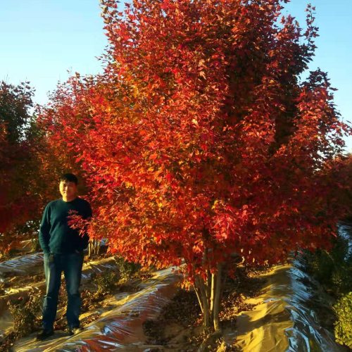 叢生多桿苗木市場需求火爆，叢生紅點紅楓正在逐漸走俏……