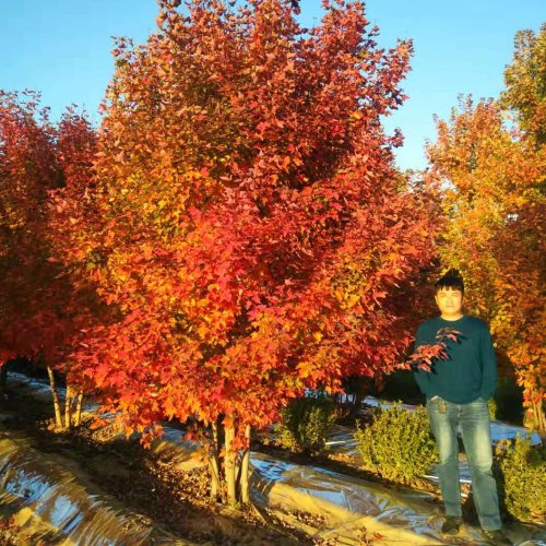 叢生多桿苗木市場需求火爆，叢生紅點紅楓正在逐漸走俏……