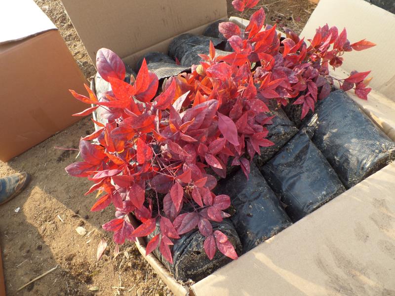 紫薇花瓶|火焰南天竹|叢生紅點紅楓|火焰衛(wèi)矛的生長習(xí)性-泰安東楓園林苗木有限公司