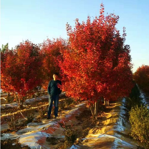 紫薇花瓶|火焰南天竹|叢生紅點(diǎn)紅楓——泰安東楓園林