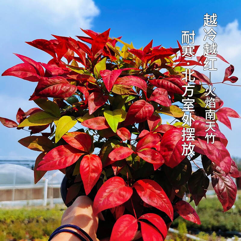 火焰南天竹——在冰冷的冬天，送你暖的色彩！