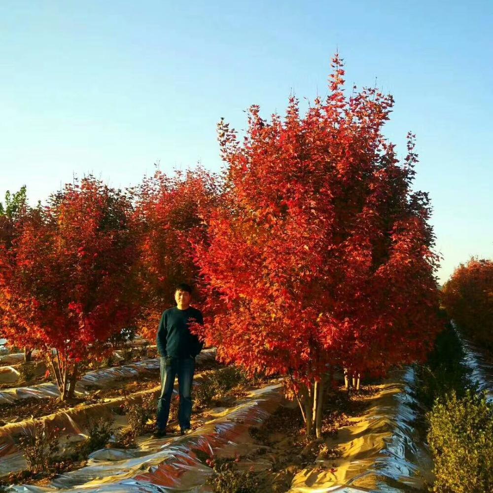 美國(guó)紅楓，在砥礪前行中預(yù)見(jiàn)未來(lái)