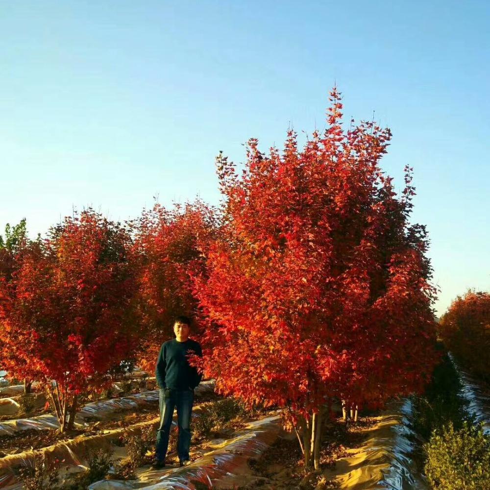美國(guó)紅楓，在砥礪前行中預(yù)見(jiàn)未來(lái)
